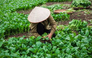 昆山金琪农副产品 食堂蔬菜批发的一站式首选合作伙伴