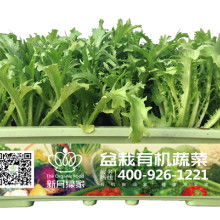 2019年有机蔬菜价格走势与批发市场解析