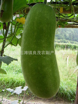 博白县三滩镇良茂农副产品购销部 绿色无公害冬瓜供应，品质与价格的双重保障