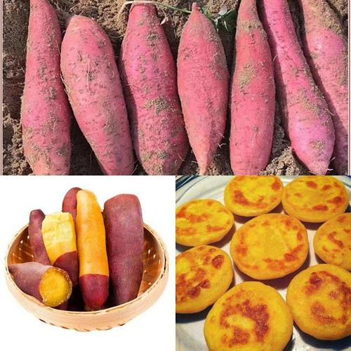 黄骅信誉楼蔬菜区为您推荐秋季宜食好商品